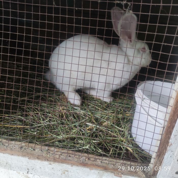 Продаю кроликов разных