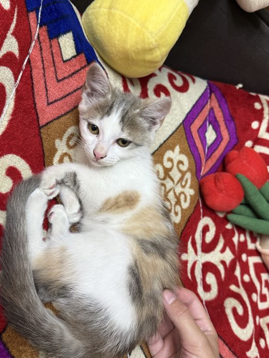 Кошка, отдам в хорошие руки
