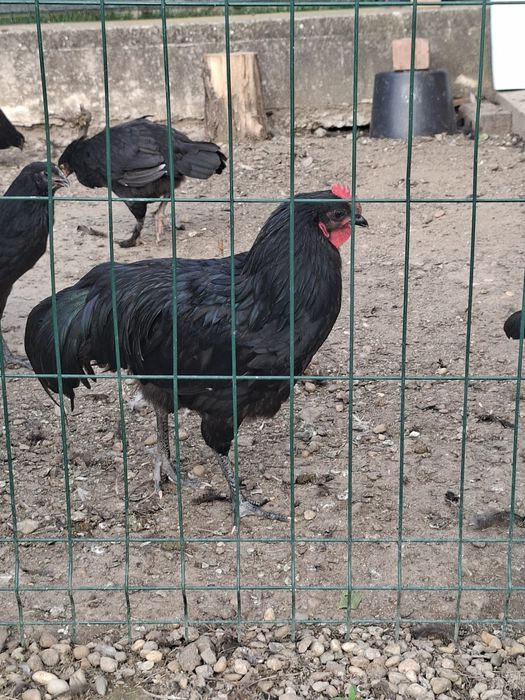 Vând 2 cocoși cu moț și 2 australorp.