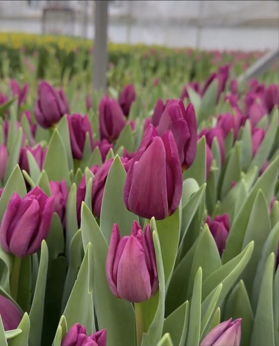 Тюльпаны оптом 8 марта!