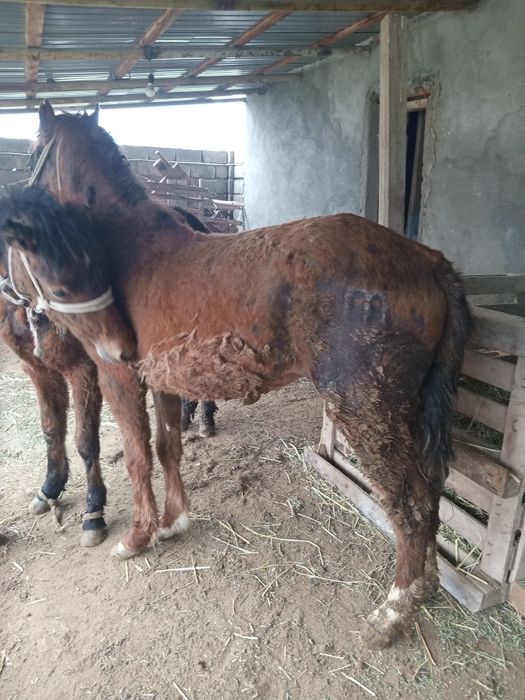 Бір жасар тайлар сатылады.