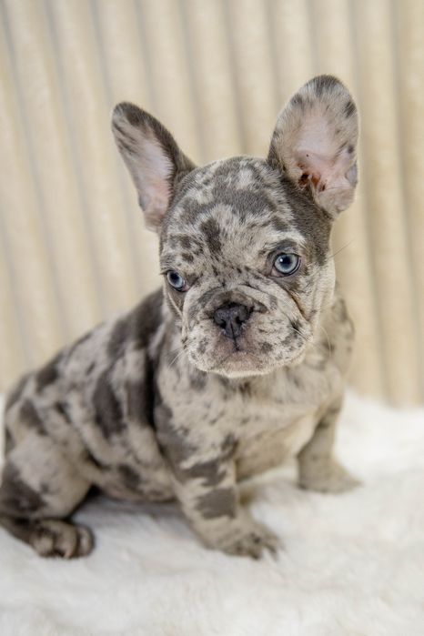 bulldog francez lilac merle