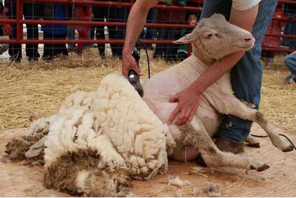 Qo’y yungini moshinka da olish