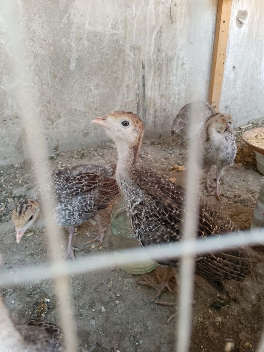 Kurka joʻjalari sotiladi