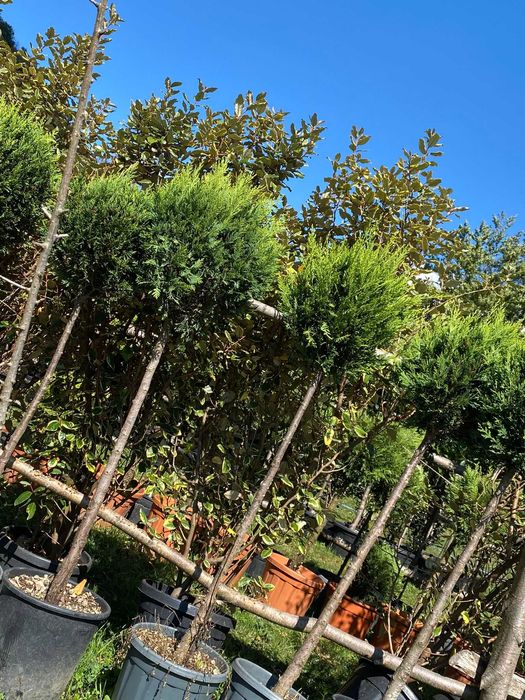 Plante pentru Curte si Gradina Moderna