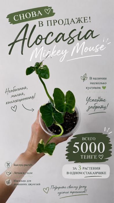Алоказия Микки Маус