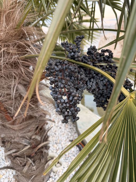 Семена студоустойчива палма Трахикарпус