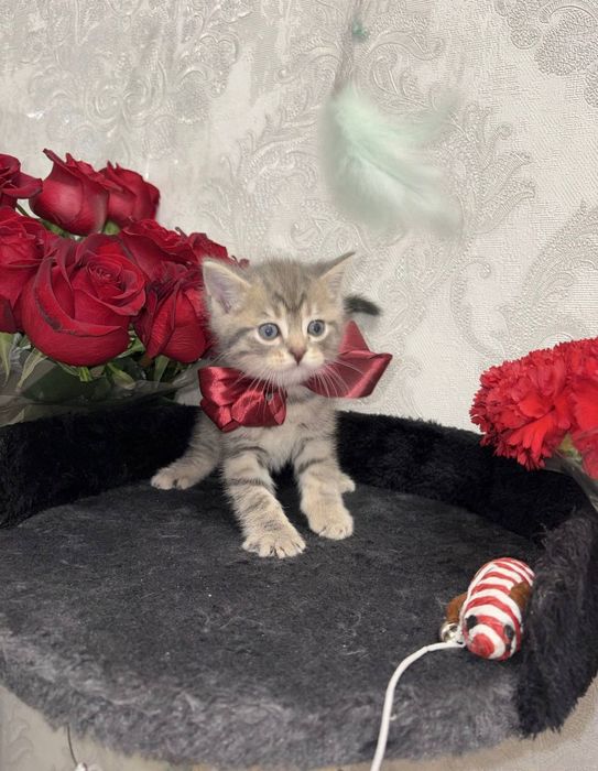 Котёнок Мальчик 1,5 мес