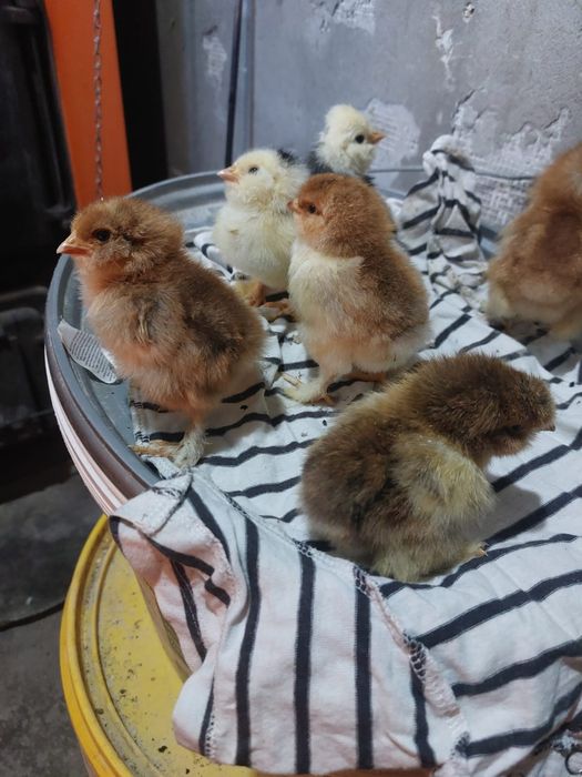 Pui de gaina de rasă Toplita • OLX.ro