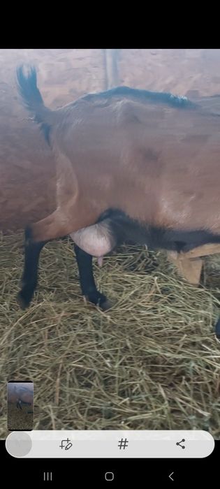 Capra alpina franceza cu 2 iezi