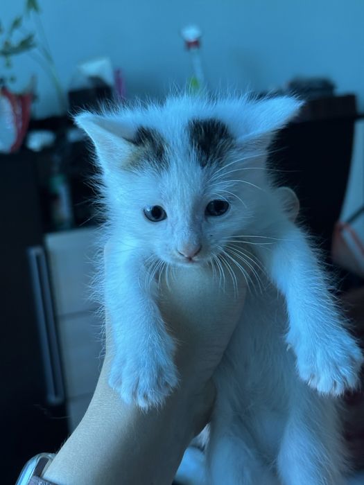 Отдам котят в хорошое руки