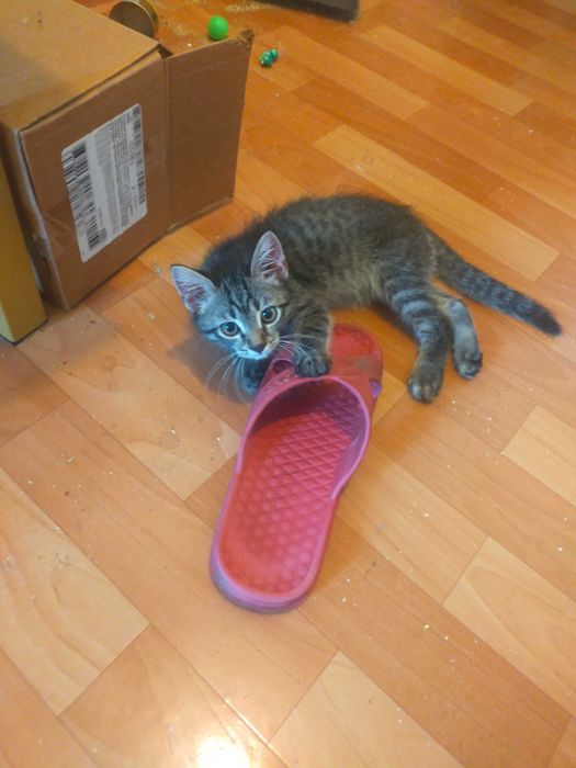 Бесплатно дарим котёнка