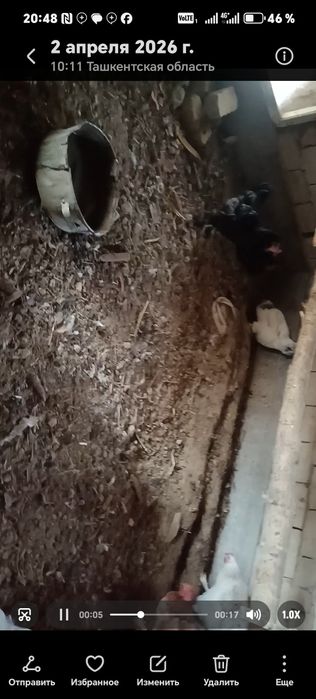 Товук хуроз лар сотилади хаммаси тухумда