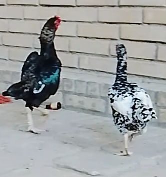 Koshamo sotiladi