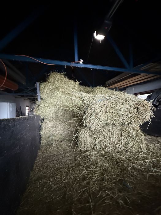 Balti lucernta curati 18 lei bucata