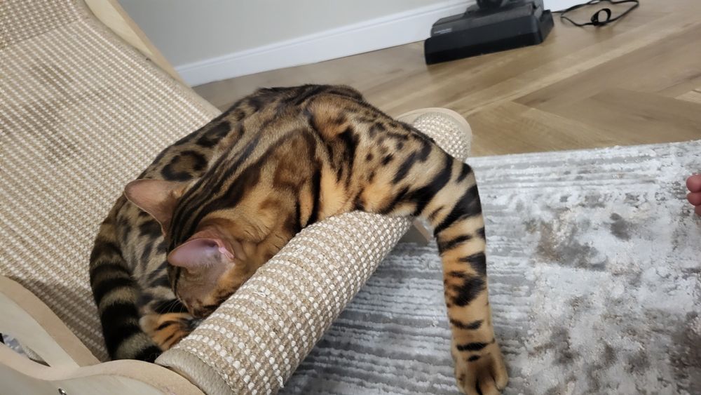 Продам кота Бенгал