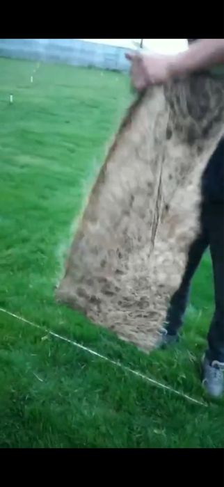 тайор газон сотилади