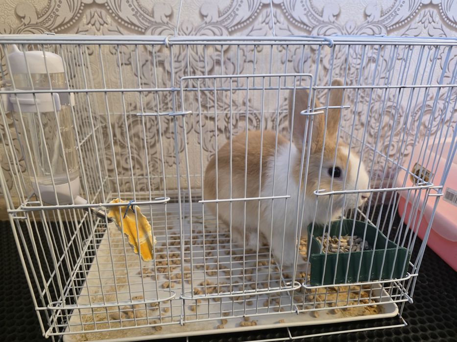 Кролик декоративный