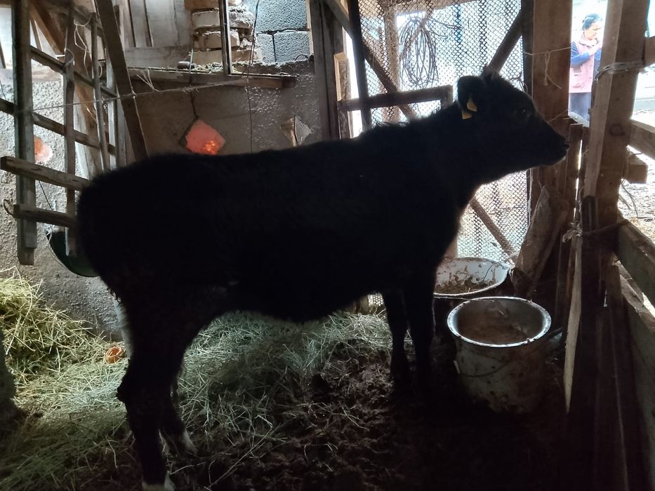 1 жасар ұрғашы бордақы бұзау сатылады