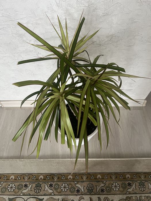 Пальма Драцена окаймленная