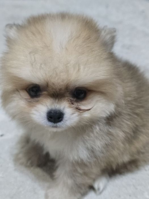 Продам щенка шпица мальчик