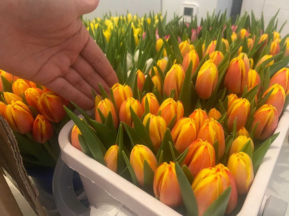 Тюльпаны Склад ОПТОМ