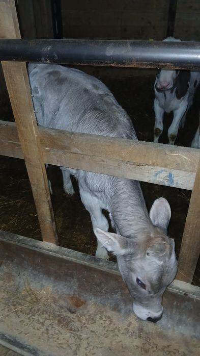 Vand vitea de 4 luni