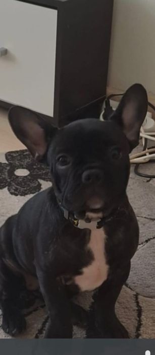Vând pui bulldog francez