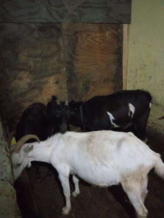 Продаются козы дойни