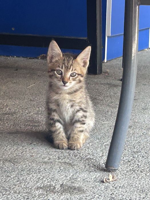 Отдам котят есть 5 котят