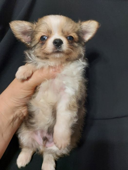 Продаю щенка чихуахуа