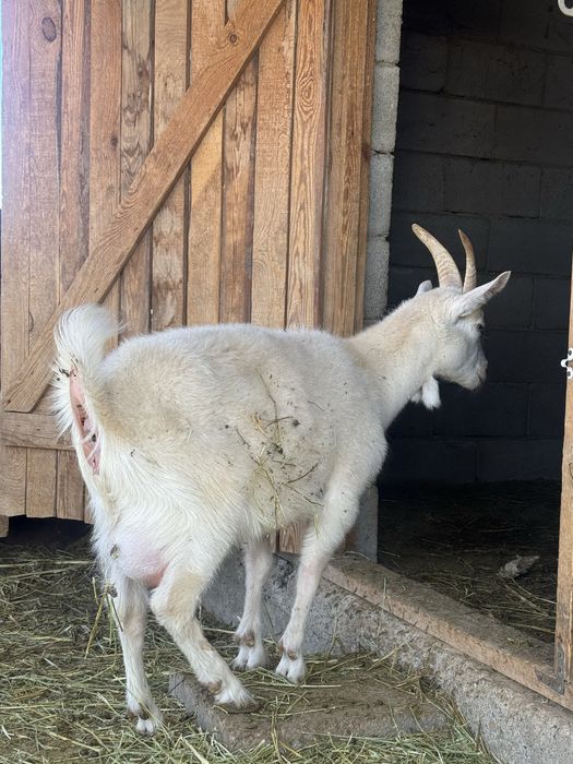 Заненский коза.занен ешкі