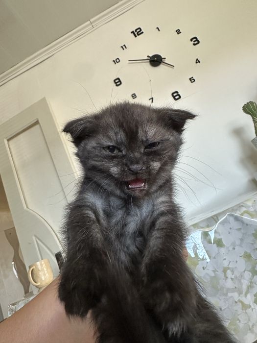 Котята добрым любящим хозяевам