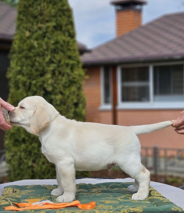 Щенки Лабрадора Астана