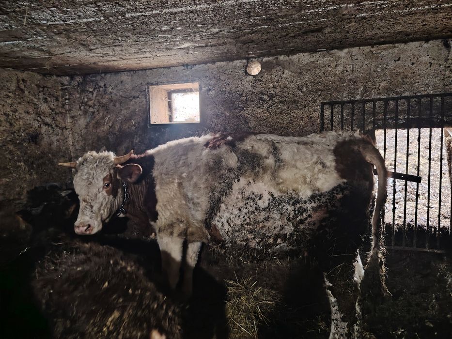 Vând vitea bălțată  românească