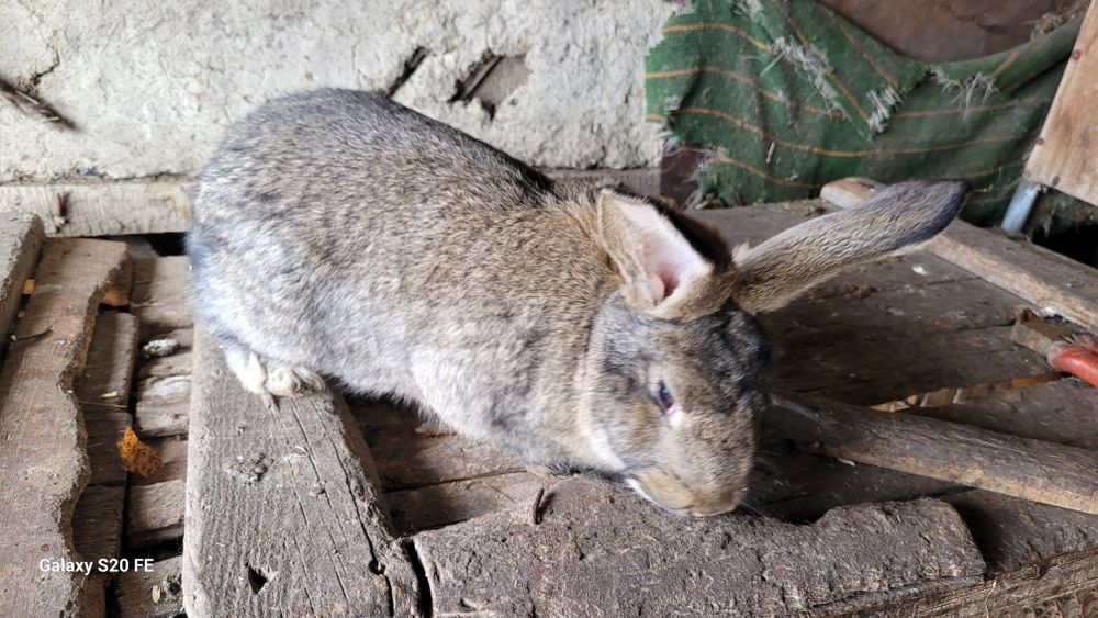 Продам кролов на племя