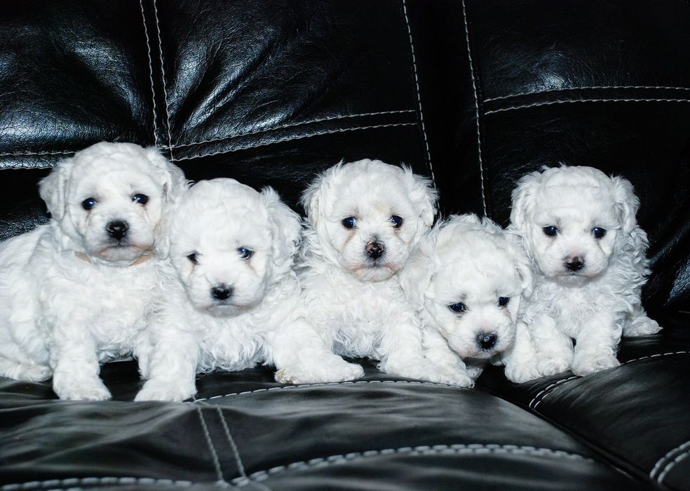 Щенки Бишон Фризе.