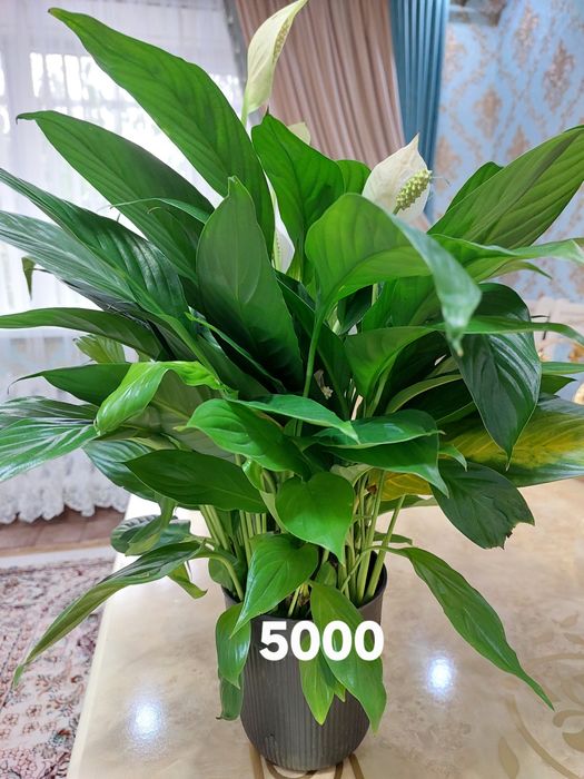 Цветы комнатные растения