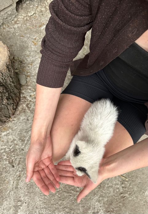 Котята МАЛЬЧИКИ в добрые руки