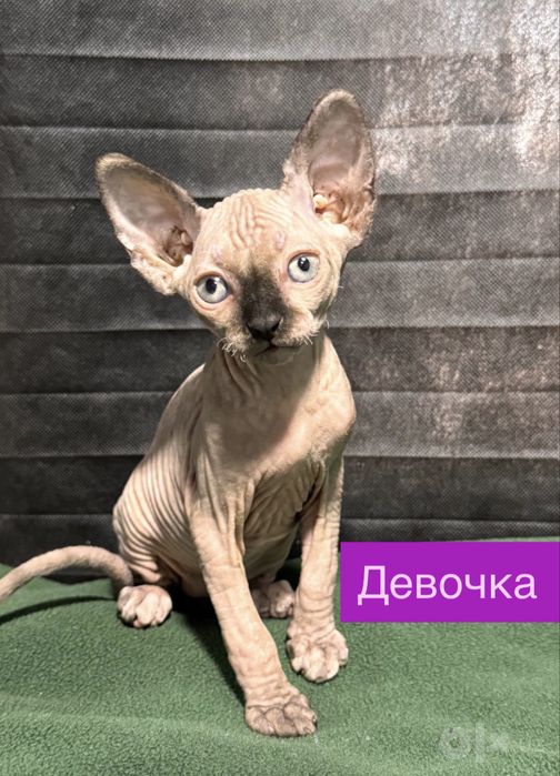Продаются Канадские сфинксы