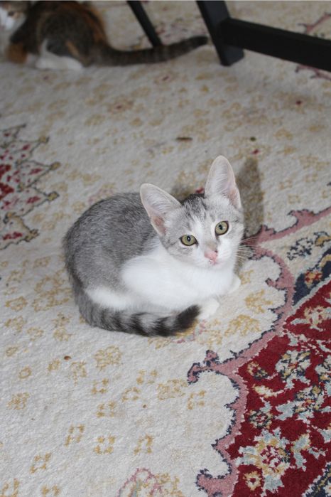 Кошка шотлански 3 месяц