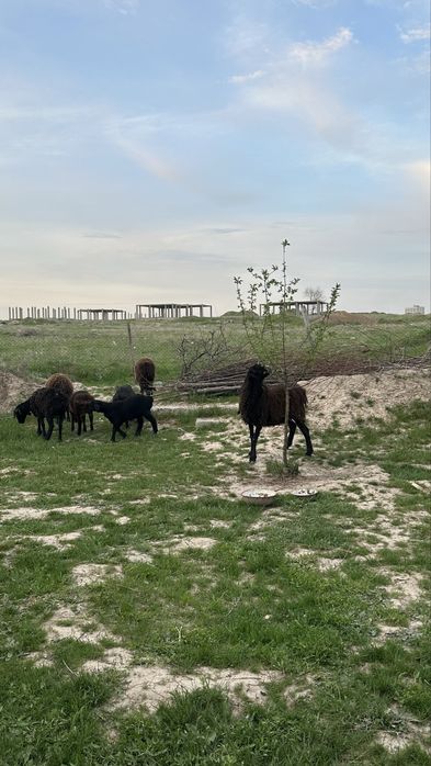 Кой кои сатылады срочно