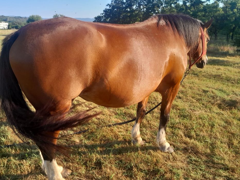 Vand  iapa ( cal )  semi-grea