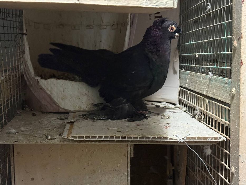 Каптарла сотилади кабутар, kaptar kabutar, голубь