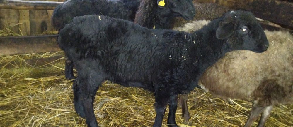 Кой. Токты семиртилген