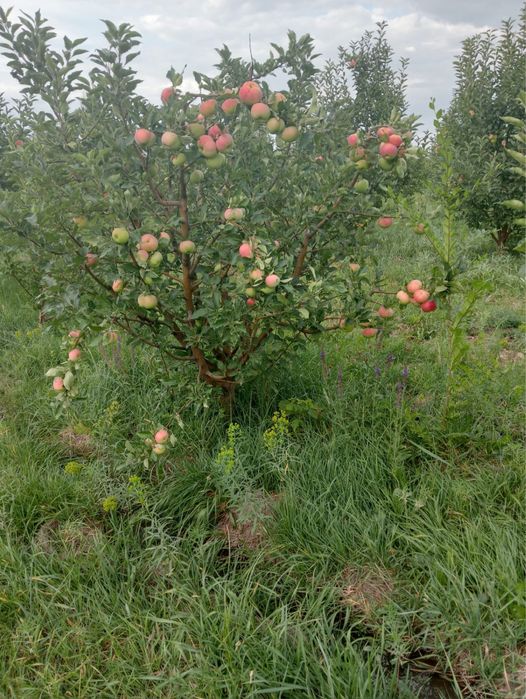 Сад яблоневый плодоносящий
