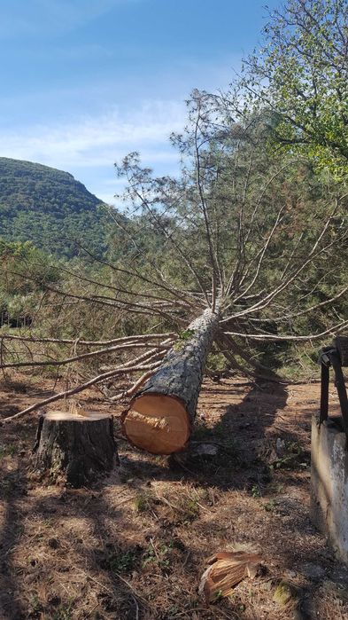 Градинарски услуги,почистване на 
дворове, озеленяване