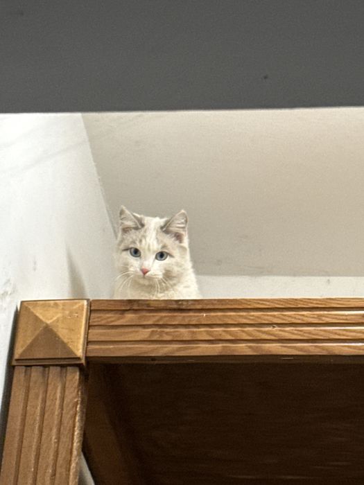 отдам 3 кота и заплачу ещё!