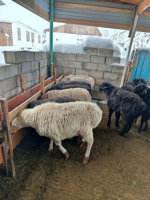 Жасқа толмаған ісек тоқтылар сатылымда