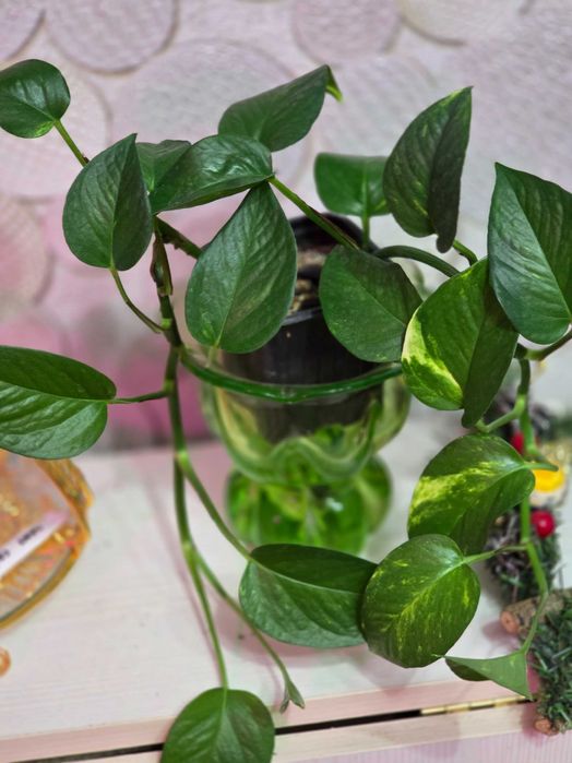 Комнатные цветы. Филодендрон. Драцена